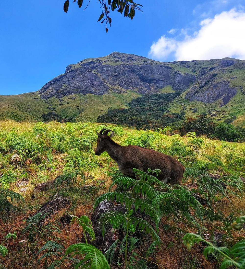 Astara - boutique stargazing resort  Munnar